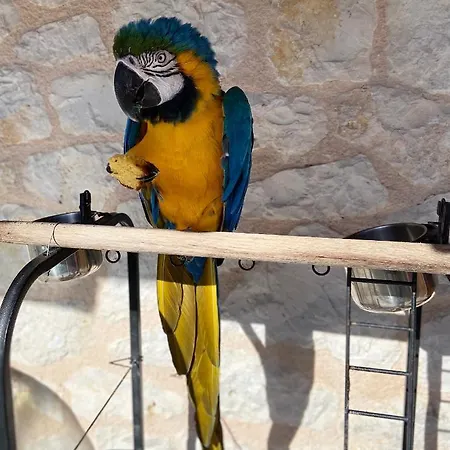 Jimmy's Lefkada, Katochori